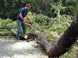 Seasonal Cleanup (Spring/Fall) in Canton, PA