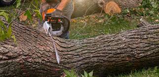 Best Tree Risk Assessment  in Canton, PA