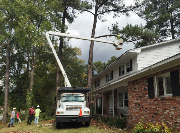 Best Tree Maintenance Programs  in Canton, PA