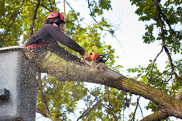 Tree and Shrub Care in Canton, PA
