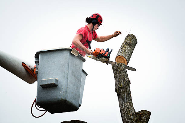 How Our Tree Care Process Works  in  Canton, PA