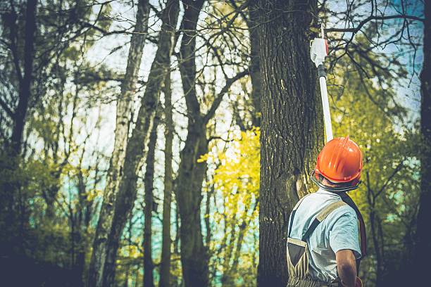 Canton, PA Tree Care Company